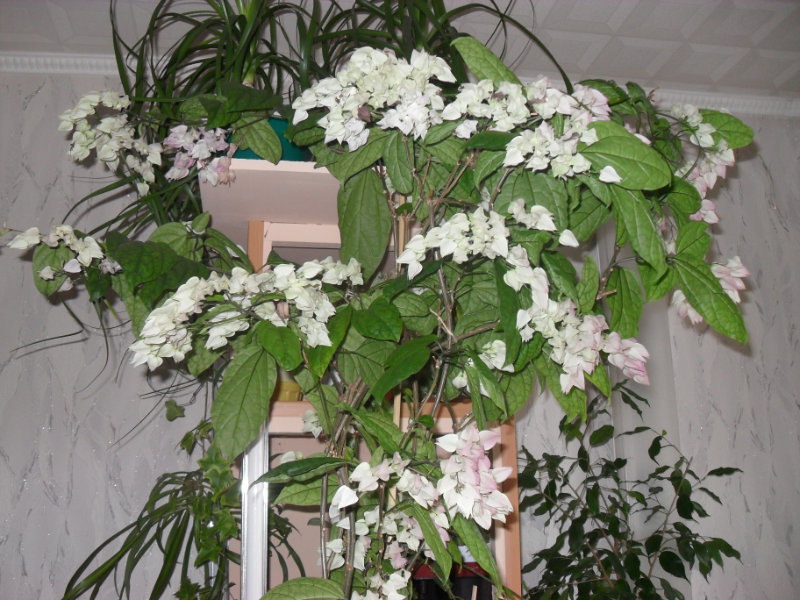 Где Купить Комнатные Растения Великий Новгород