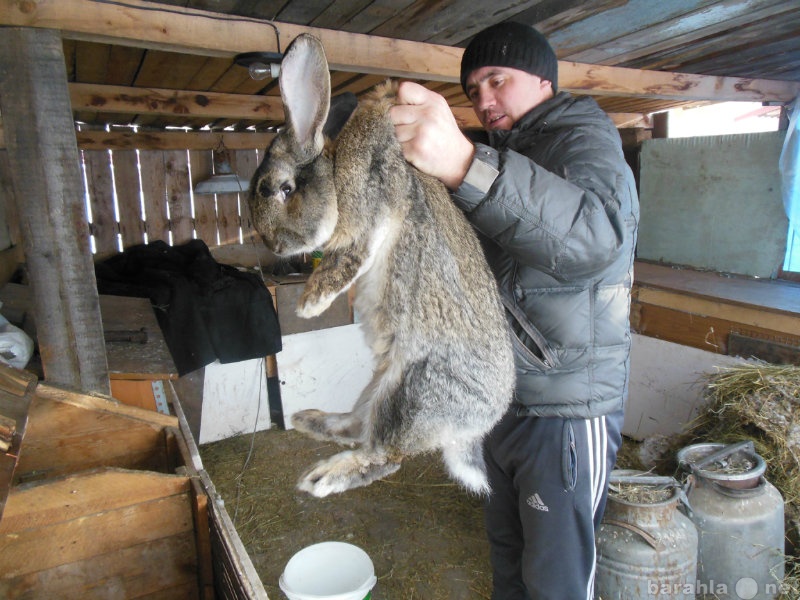 Авито Где Купить Кроликов В Новосибирске