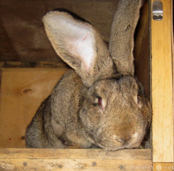 Продам: Крольчат гигантской породы  фландр
