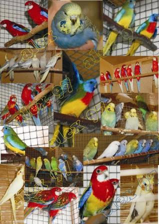 Продам: попугаи
