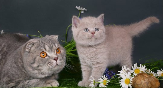 Продам: Клубные котята