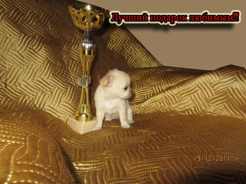 Продам: Щенок Чихуахуа