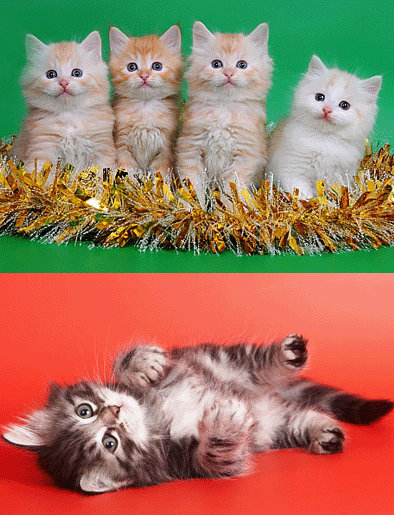 Продам: Более 20 Сибирских котят !!!