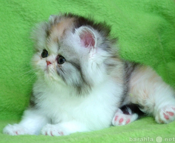 Продам: персидские котята чистокровные из питомн
