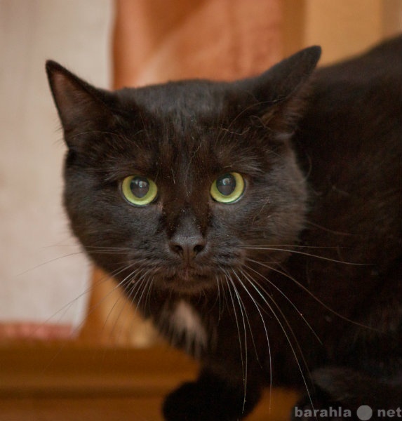 Отдам даром: Черныш - храбрый харизматичный кот!