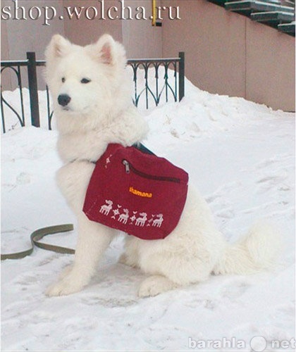Продам: Рюкзак для собак