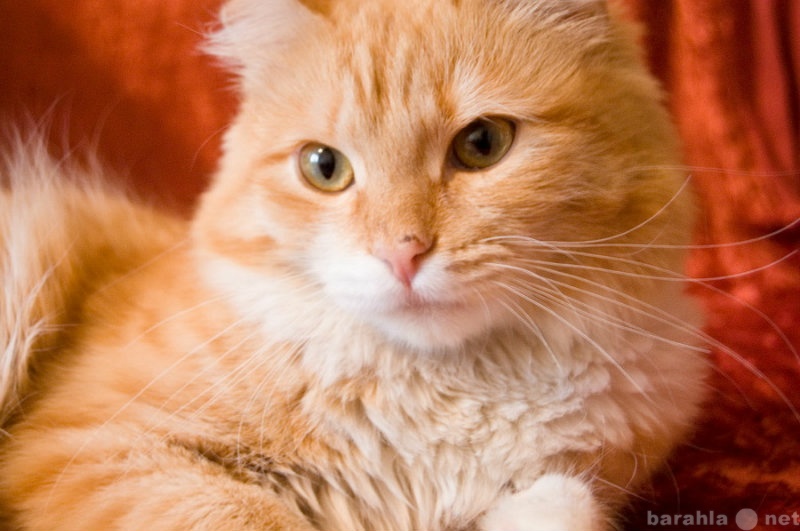 Отдам даром: Рыжий красавец котик Потап