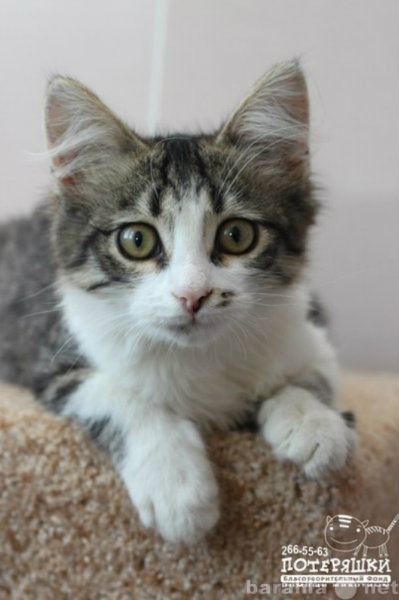Продам: Красивый, умный, ласковый котик Орион
