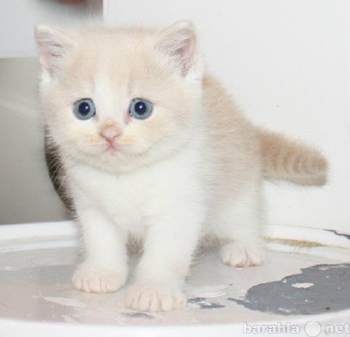 Продам: Британский кремовый котенок
