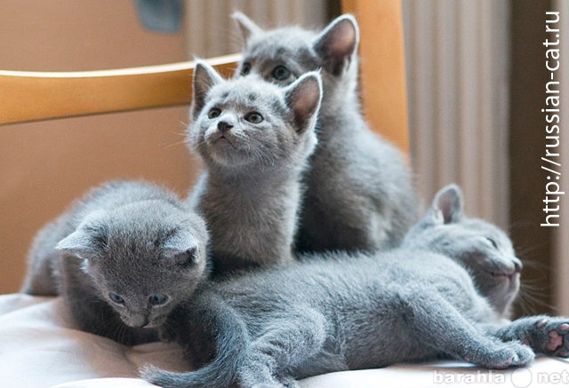 Продам: Продаются котята Русской голубой кошки