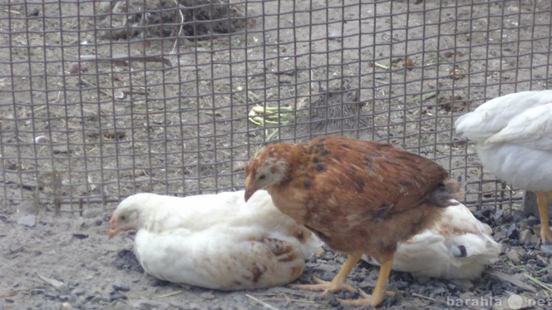 Продам: цыплята пеструшки 1 и 2 месяца