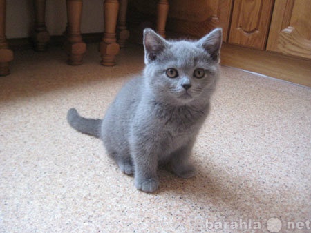 Продам: Британские котята. Питомник О.Барсуковой