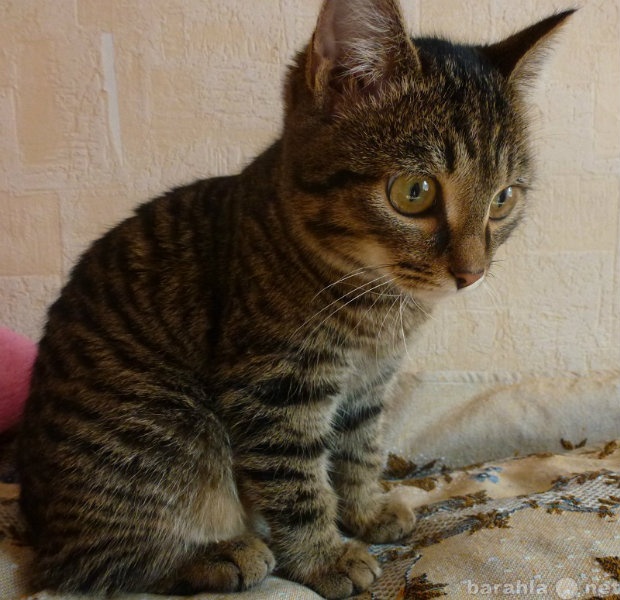 Отдам даром: Полосатый ласковый котик, 5 месяцев
