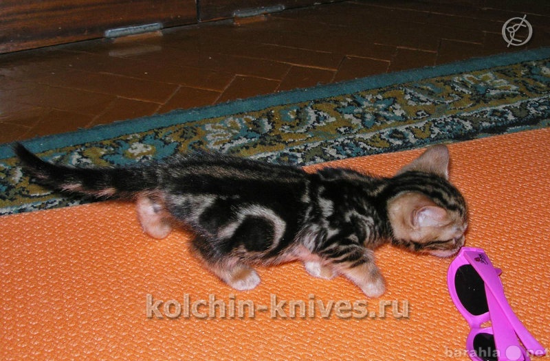 Продам: Очаровательный бенгальский котенок