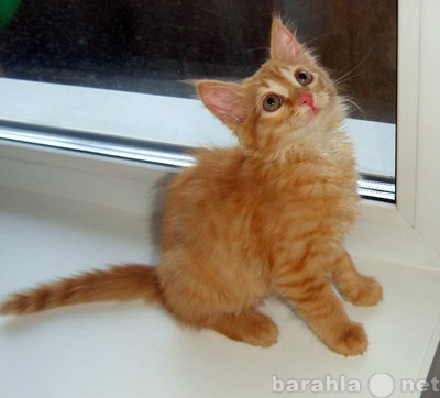 Отдам даром: рыженького котенка 1,5 месяца