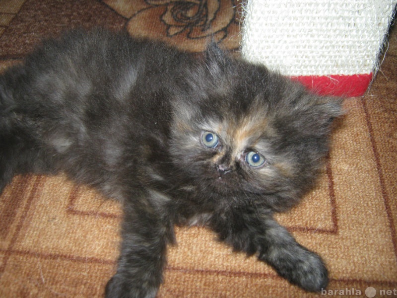 Продам: Персидский котенок