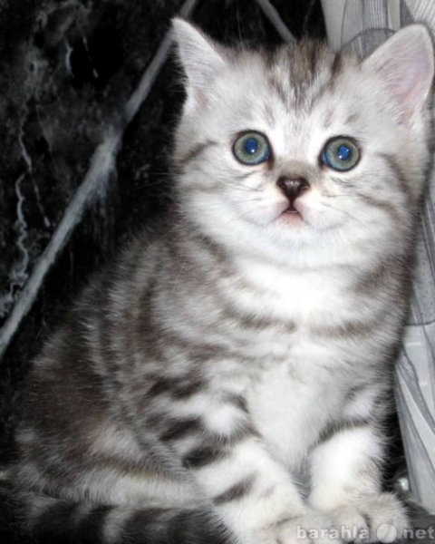 Продам: Британские котята. Белый, голубой, сереб