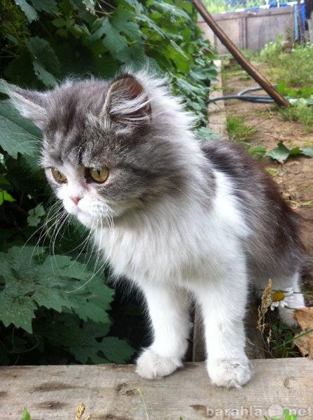 Отдам даром: Персидский котенок