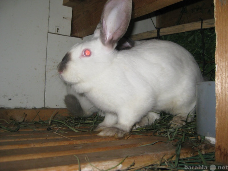 Продам: кролики Фландр, Калифорнийский