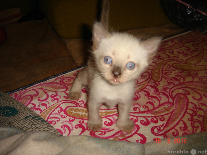 Продам: сиамского (тайского) котенка