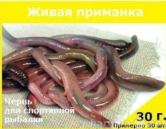 Продам: черви для рыбалки