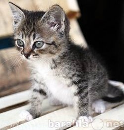 Отдам даром: котенка полосатика (мальчик) 1,5 месяца