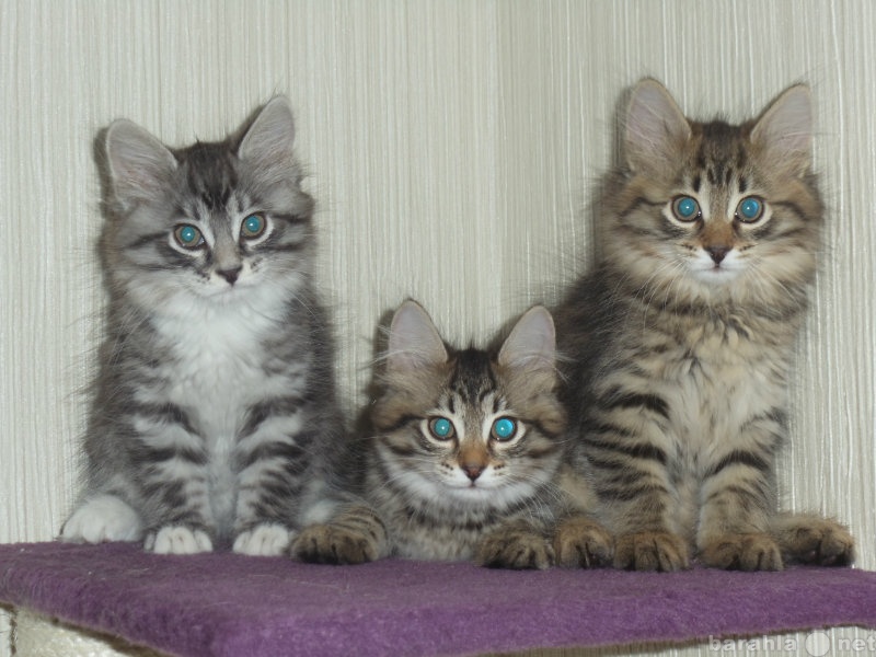 Продам: Котята сибирские
