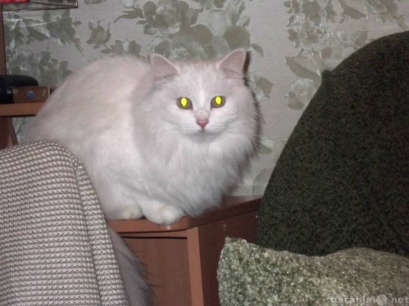 Отдам даром: персидского классического кота отдам
