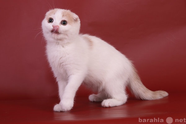 Продам: Очаровательные котики редкого окраса