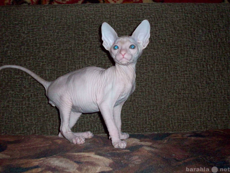 Продам: Донской Сфинкс - резиновый котик