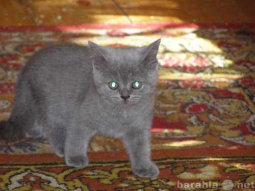 Продам: британские короткошерстные котята