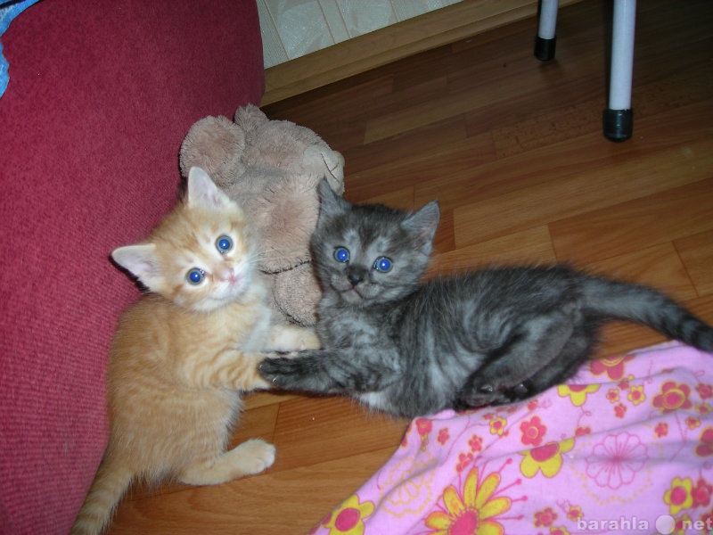 Отдам даром: Два котёнка дворянской породы в Кемерово
