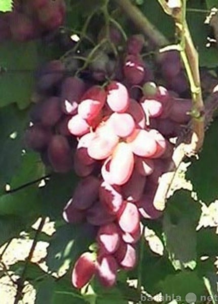 Продам: саженцы и черенки винограда со ставропол