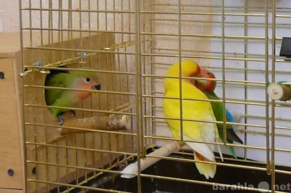 Продам: Продам Ручных попугаев розовощеких нераз
