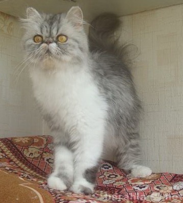 Продам: отдам персидскую кошку