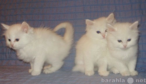Продам: котята белые ангорские