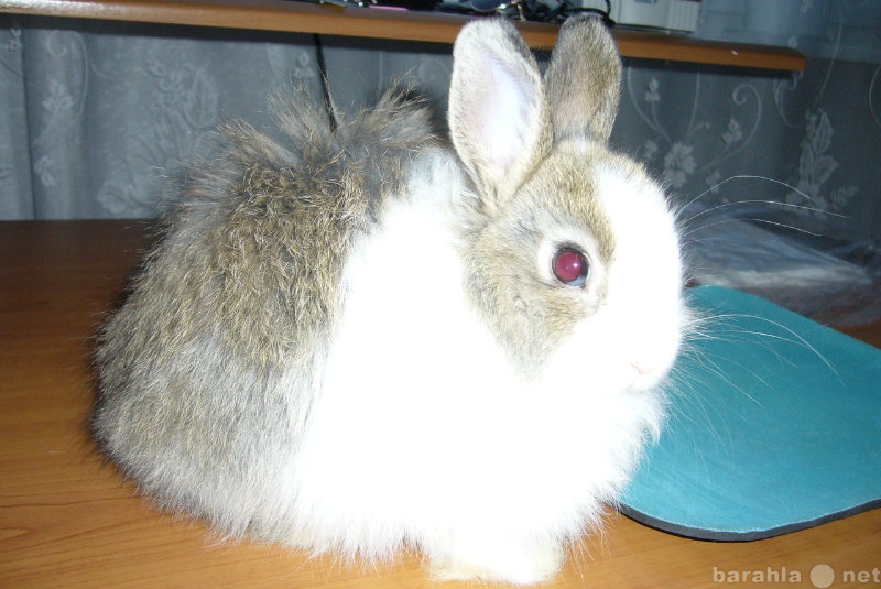 Продам: Карликовые кролики(цветная ангора)