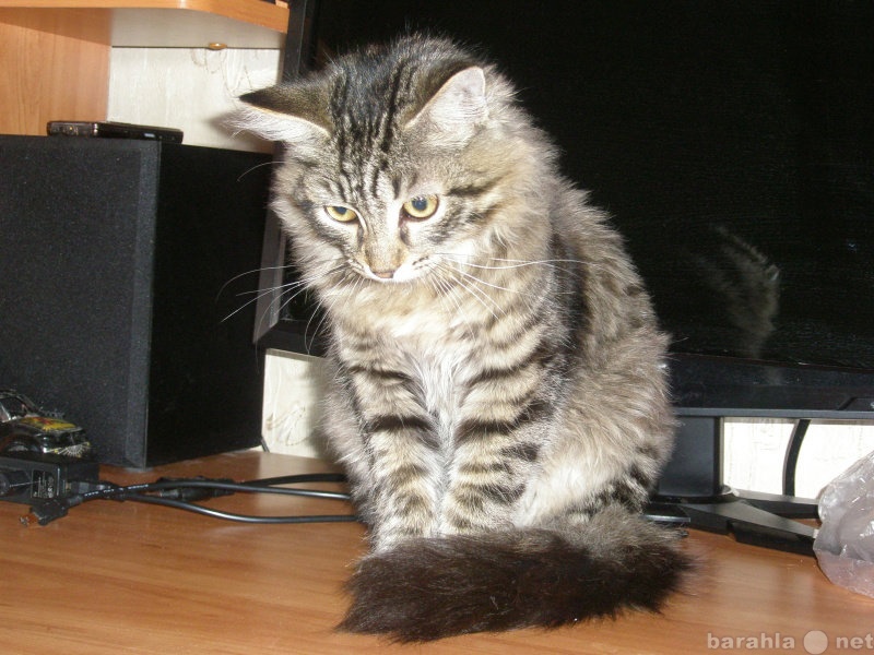 Отдам даром: отдам сибирского котенка-подростка