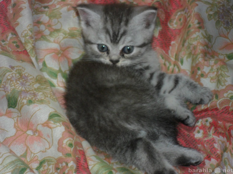 Продам: британский плюшевый котёнок 1.5 месяца
