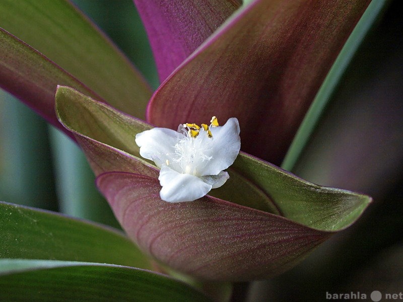 Цветок рио фото