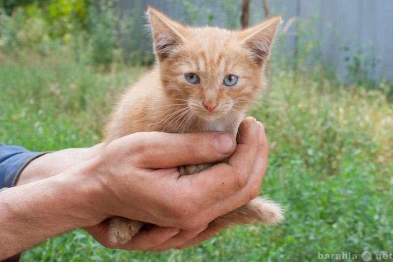 Отдам даром: Котенок срочно ищет дом!