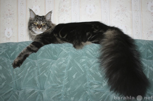 Мейн кун с сибирской кошкой фото помесь