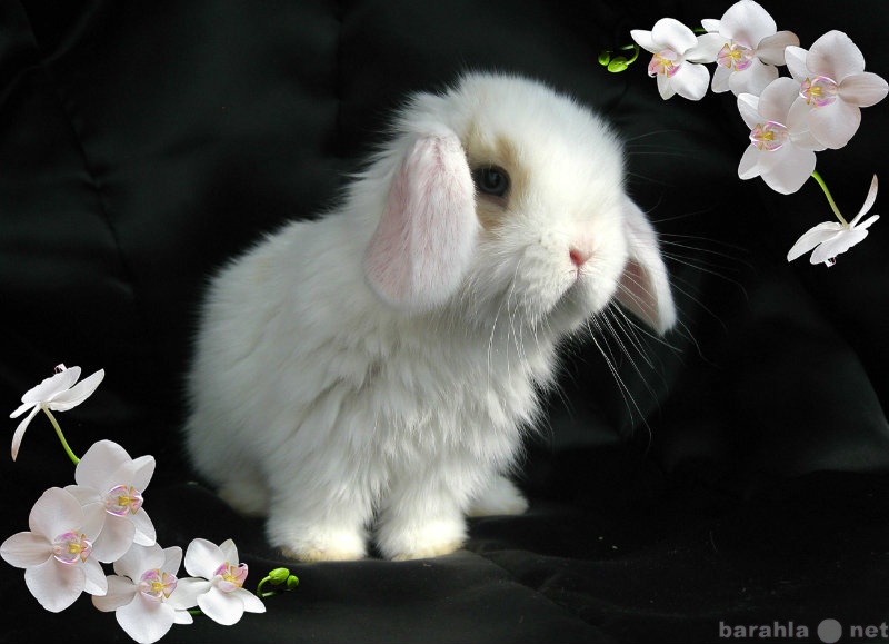 Продам: Декоративные Карликовые Кролики