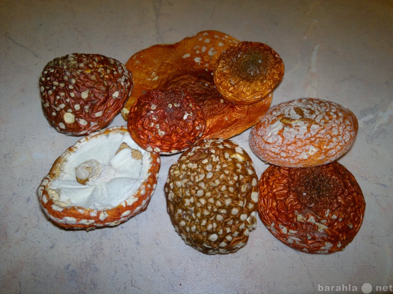 Продам: Мухомор сушеный ( amanita muscaria )