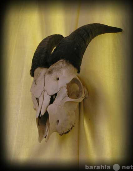 Продам: череп козла обработанный