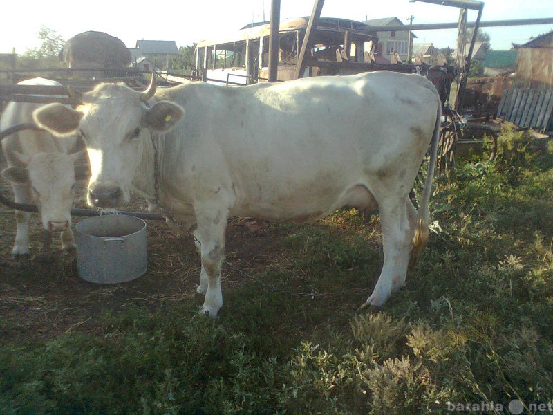 Продам: Молочная корова.