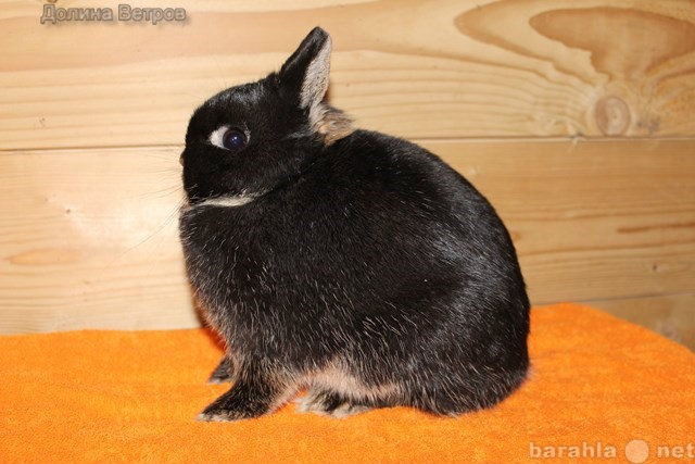 Продам: Кролики породы Netherland Dwarf до 1 кг