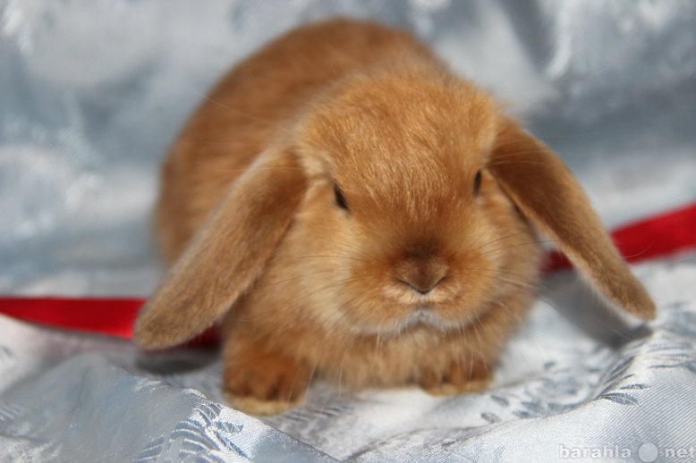 Продам: карликовые крольчата