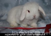 Продам: Карликовые вислоухие крольчата