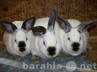 Продам: маточное поголовье кроликов с фермы